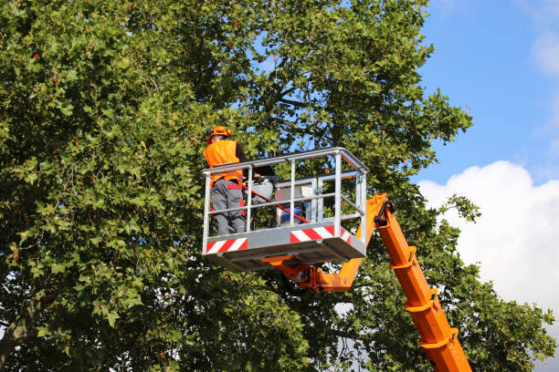 How Our Tree Care Process Works  in  Groesbeck, OH