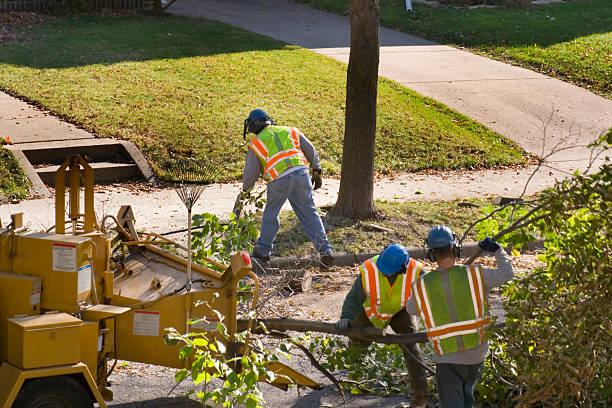 Best Hazardous Tree Removal  in Groesbeck, OH