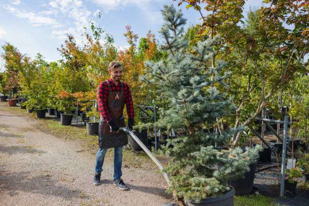  Groesbeck, OH Tree Services Pros