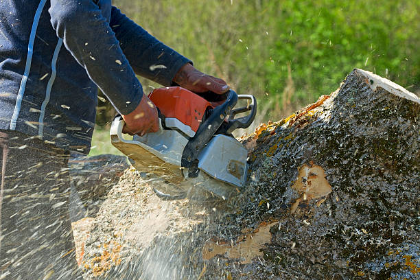 Reliable Groesbeck, OH Tree Care  Solutions